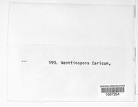 Neottiospora caricum image
